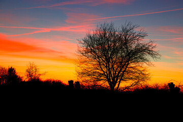 Small tree in beautiful sunset in springtime