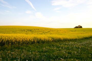 Yellow field vs green grass with dandelions so lovely