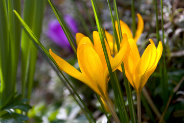Yellow flowers from green conversion in springtime