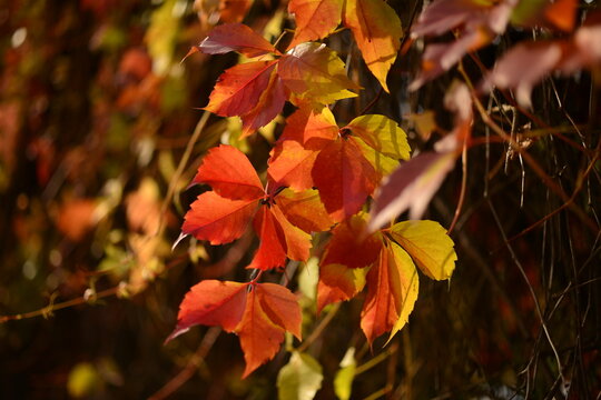 Beautiful red leaves of wild grapes on a blurred autumn background