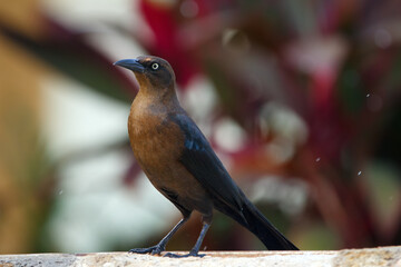 Great-tailed grackle on the fence near red leaves.