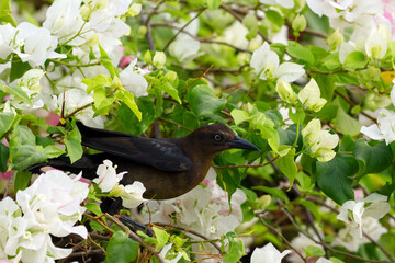 Female Great-tailed grackle is sitting among flowers.