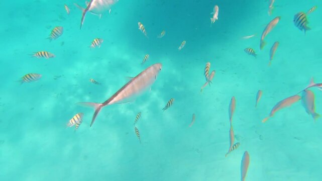 Snorkeling in the carribean sean with tropical fish