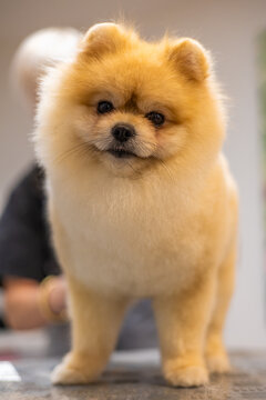 Cute Pomeranian dog enjoying a grooming session. The image captures the fluffy texture of the dog's coat and the attentive care of the grooming process