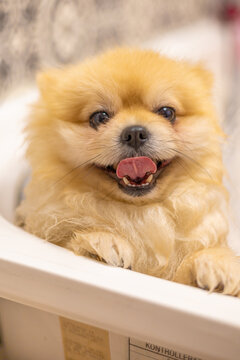 Cute Pomeranian dog enjoying a grooming session. The image captures the fluffy texture of the dog's coat and the attentive care of the grooming process