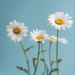 Several daisies on a light blue background