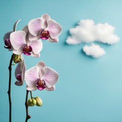 Orchid and white cloud on a blue background with free space