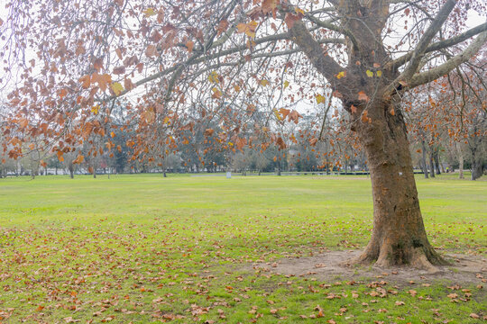 Parque of Quinta das Conchas e Lilases and its green spaces in autumn, Lisbon, Portugal, Landscape concept