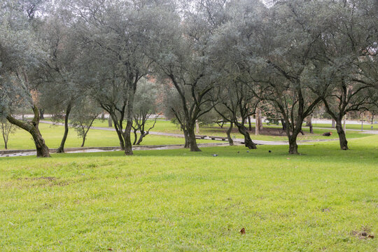 Parque of Quinta das Conchas e Lilases and its green spaces in autumn, Lisbon, Portugal, Landscape concept