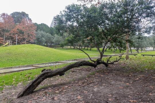 Parque of Quinta das Conchas e Lilases and its green spaces in autumn, Lisbon, Portugal, Landscape concept