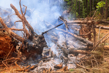 Uprooted trees are burned during preparation of land for construction