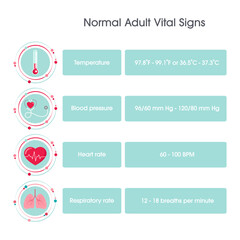 Normal Adult Vital Signs vector illustration infographic