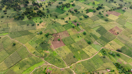 Aerial view of Agricultural plantation on sunny day - Green growing plant against sunlight