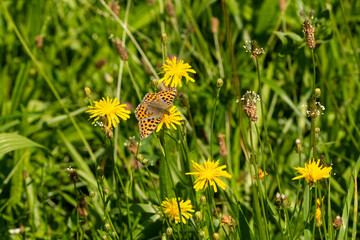 Close-up of the Queen of Spain fritillary (Issoria lathonia) - orange spotted butterfly on a meadow