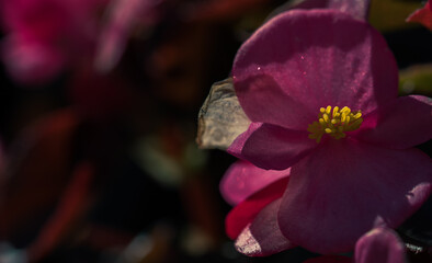 Detail of pink mother-of-pearl flower (Begonia cucullata) in a garden