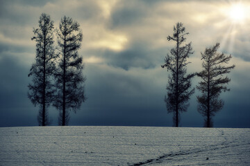 Hokkaido, Japan - November 15, 2023: Japanese Larch Trees on a hill in snow at Biei, Hokkaido, Japan

