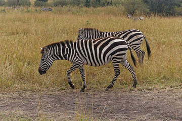 Zebras in Africa safari Kenya