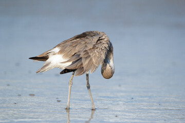 Flexible Willet is standing in the ocean water and preening in sunlight.