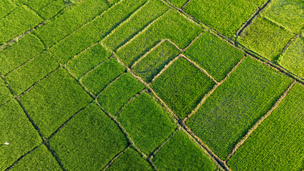 Aerial view of Agricultural plantation on sunny day - Green growing plant against sunlight - obrazy, fototapety, plakaty