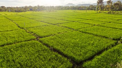 Aerial view of Agricultural plantation on sunny day - Green growing plant against sunlight