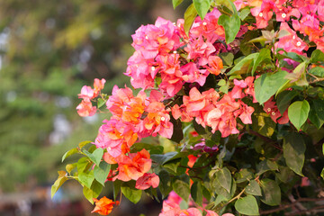 Fototapeta premium Bougainvillea flower in the garden with nature background.