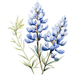 A single Watercolor botanical illustration 