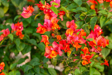 Bougainvillea flower in the garden with nature background.