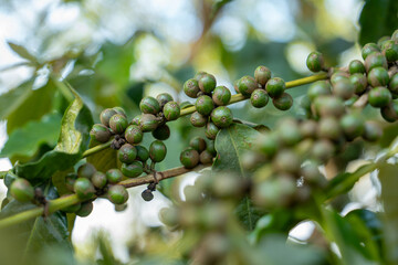 Closeup of coffee fruit in coffee farm and plantations in Tanzania
