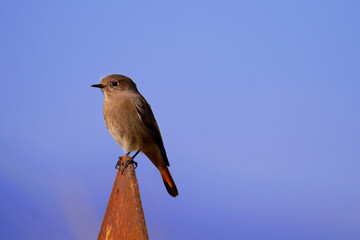 A  female  black redstart on the rusty metal.. Phoenicurus ochruros