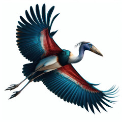 African Marabou stork - Leptoptilos crumenifer, Cig&uuml;e&ntilde;a marab&uacute;, Аист марабу, Bangau marabou, isolated White background.