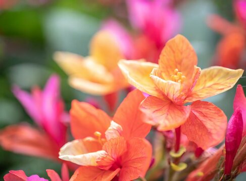 Exotic orange flowers closeup background