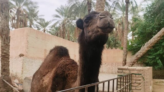 Camel in the zoo against the background of palm trees in Tozeur Tunisia