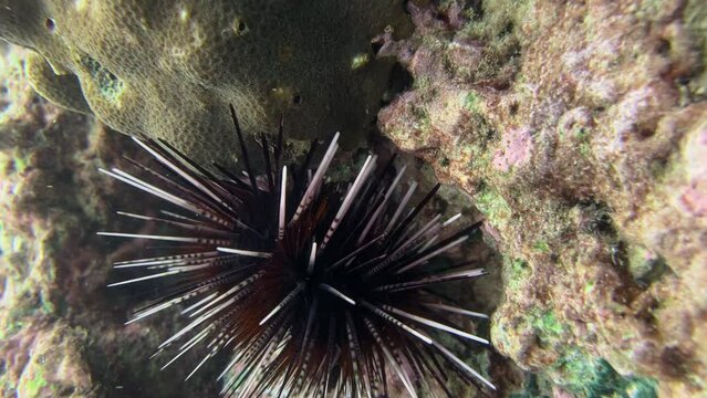 Black sea urchin lies underwater on stones. Sea urchin Echinothrix diadema, commonly called diadema urchin or white-black urchin, underwater in Thailand