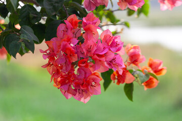 Bougainvillea flower in the garden with nature background.