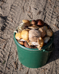 Pilzesammeln (Podlachien, Ostpolen)