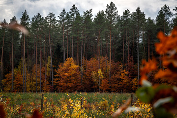 Herbstlaub in Podlachien, Ostpolen - obrazy, fototapety, plakaty