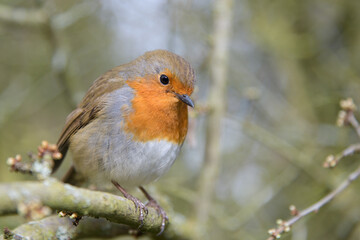 Attentive European Robin Redbreast erithacus rubecula in early spring perching on old woodland in Shropshire