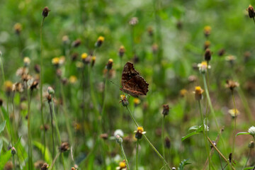 butterfly sitting on a flower in a meadow in summer