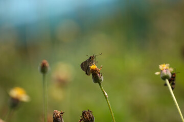 butterfly sitting on a flower in a meadow in summer