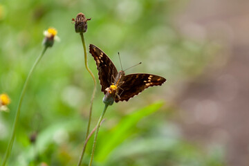 butterfly sitting on a flower in a meadow in summer