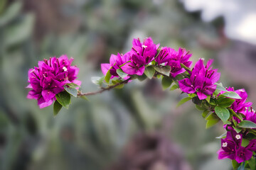 Obraz premium flores de colores de primavera con fondo difuminado