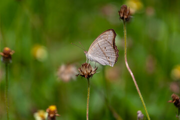butterfly sitting on a flower in a meadow in summer
