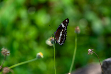 butterfly sitting on a flower in a meadow in summer