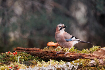 Eurasian Jay- garrulus glandarius
This is another one that always appears in all wildlife...