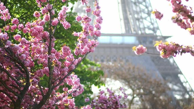 Eiffel tower with cherry blossom trees in full bloom in Paris, France