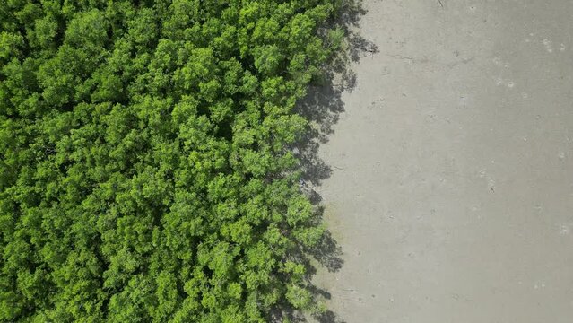 Lush greenery of coastal mangrove trees viewed from above