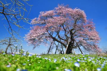 Fotobehang 会津の一本桜・馬ノ墓の種蒔桜 © godfather