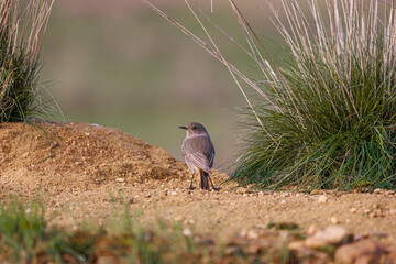 Black redstart- Phoenicurus ochruros
You can find the black redstart anywhere on the Iberian Peninsula, especially in the area of stone and mud walls, where it likes to nest the most.