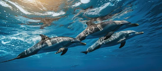 Schilderijen op glas Pacific ocean dolphins swimming © TheWaterMeloonProjec