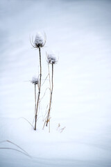 Group of dry wild teasels (Dipsacus fullonum) in the snow, holiday greeting card for Christmas and New Year, copy space, selected focus - obrazy, fototapety, plakaty